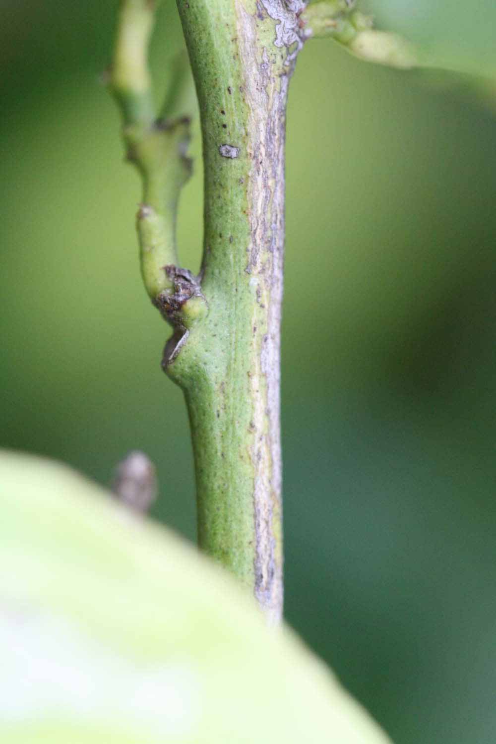                 Second - third year twig (Blanchard, Riverside,   CA)       